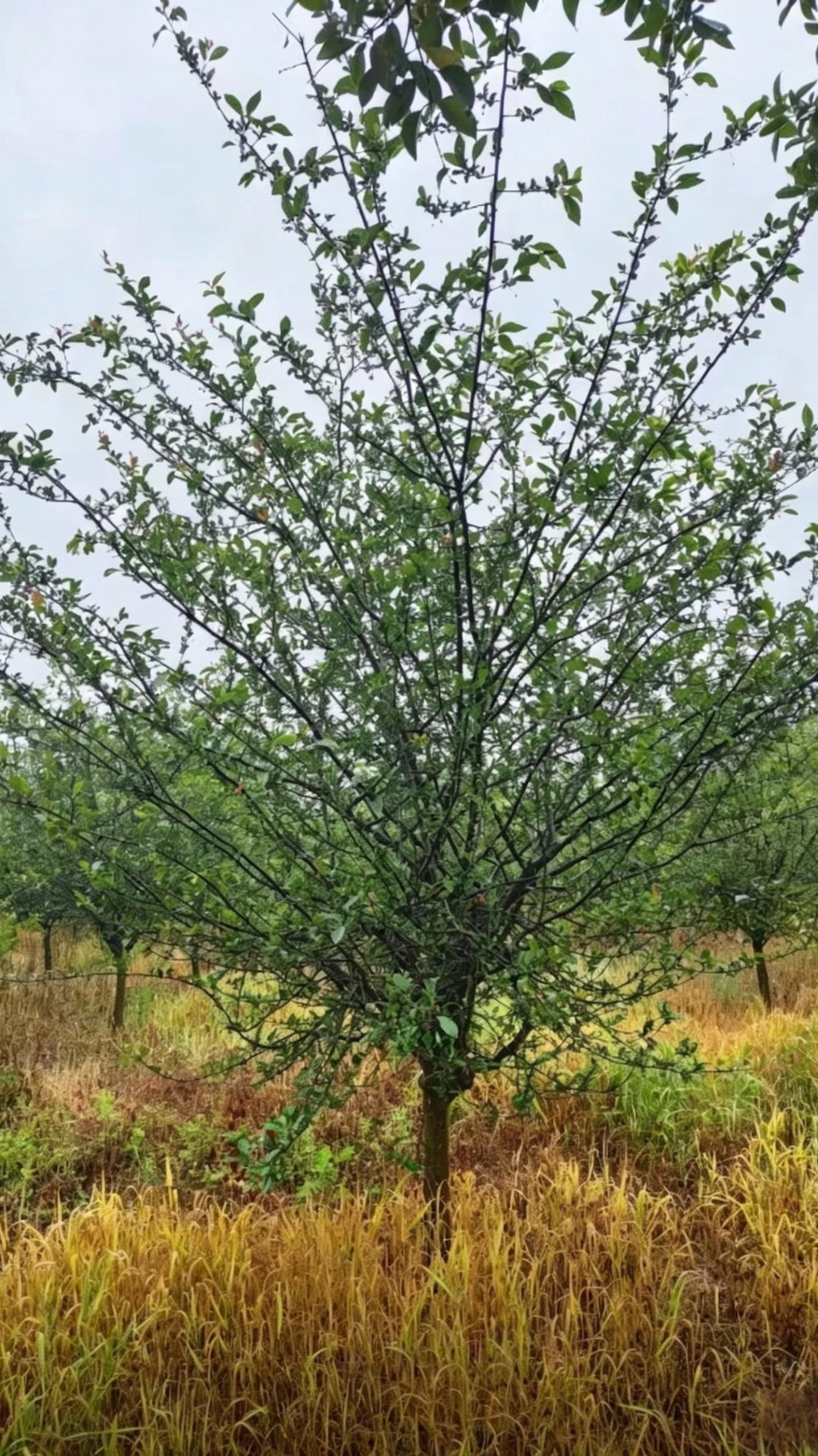 Hall Crabapple Malus halliana - Detail 6