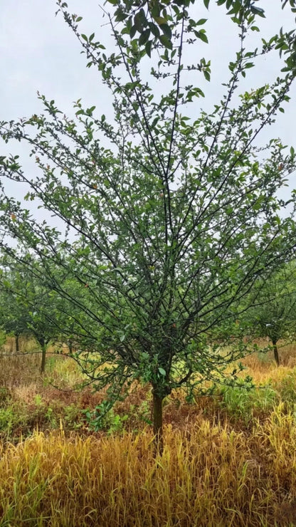 Hall Crabapple Malus halliana - Detail 6