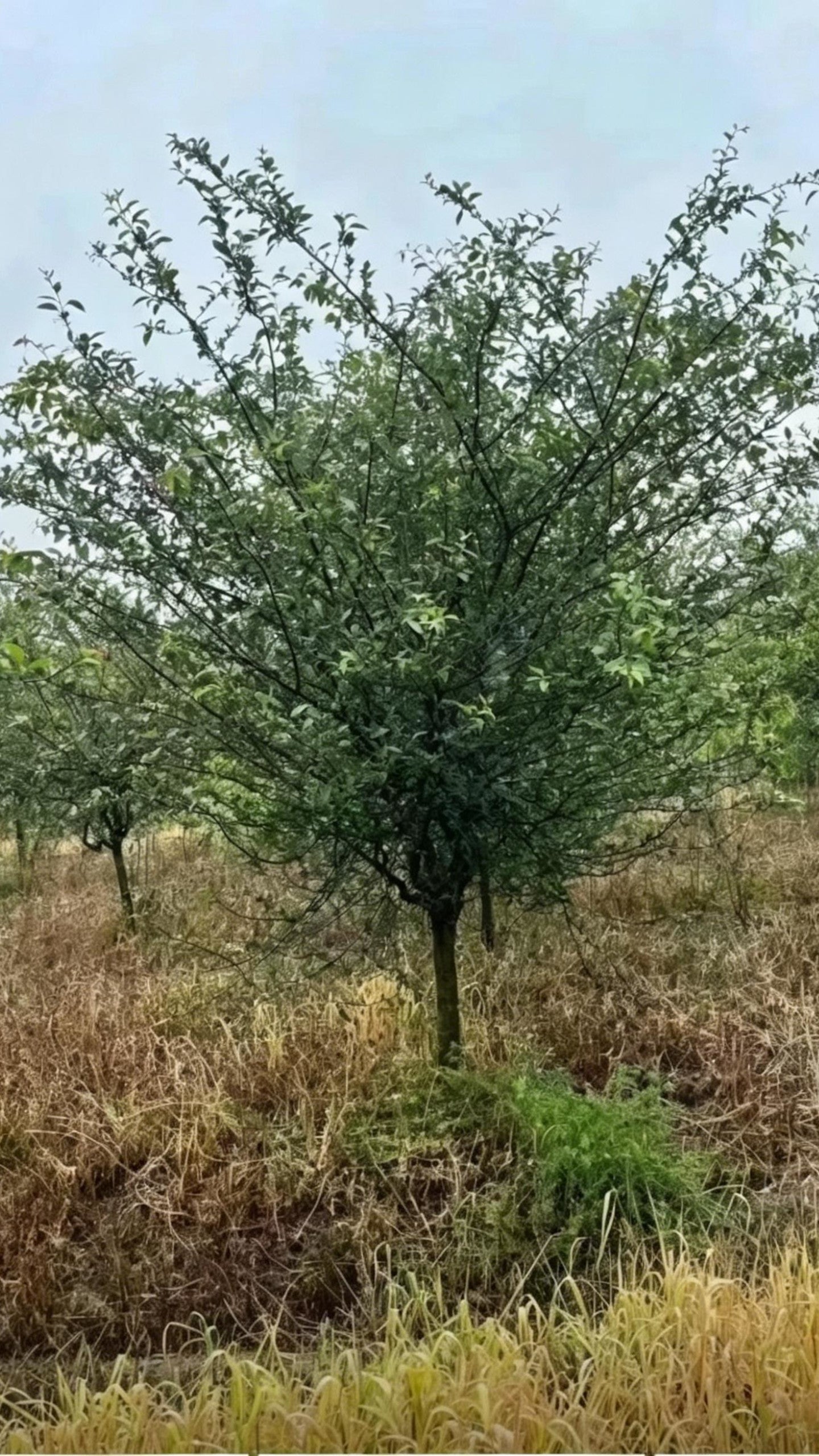 Hall Crabapple Malus halliana - Detail 7