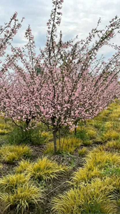 Hall Crabapple Malus halliana - Main