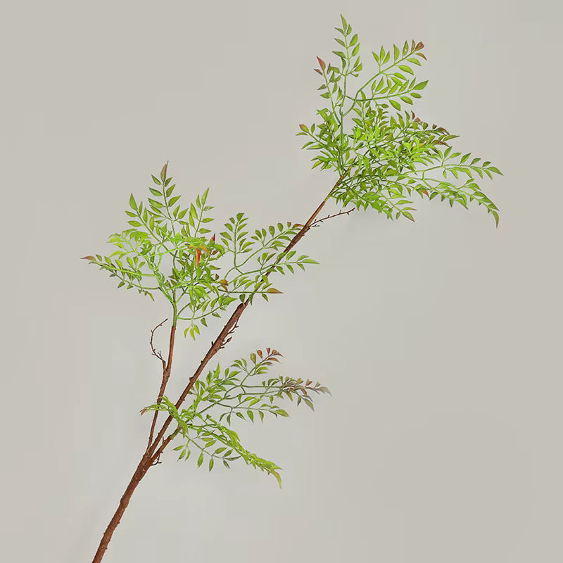 Heavenly Bamboo Nandina domestica - Detail 3