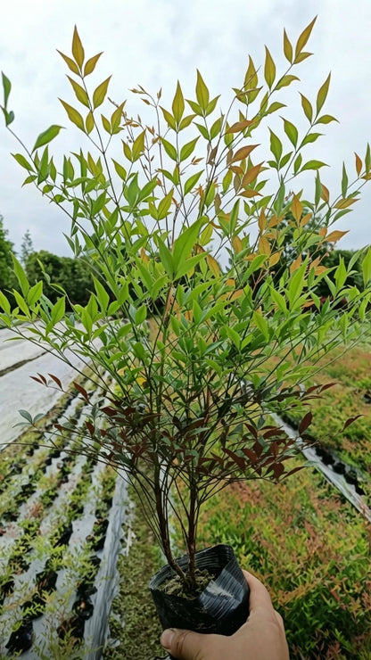 Heavenly Bamboo Nandina domestica - Detail 6