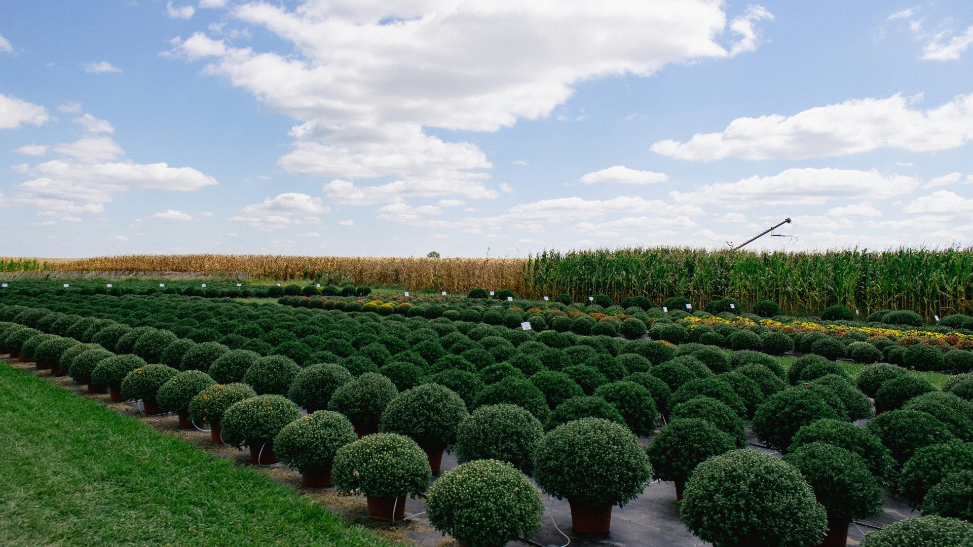 Autumn Field Nursery Base — rows of premium nursery stock
