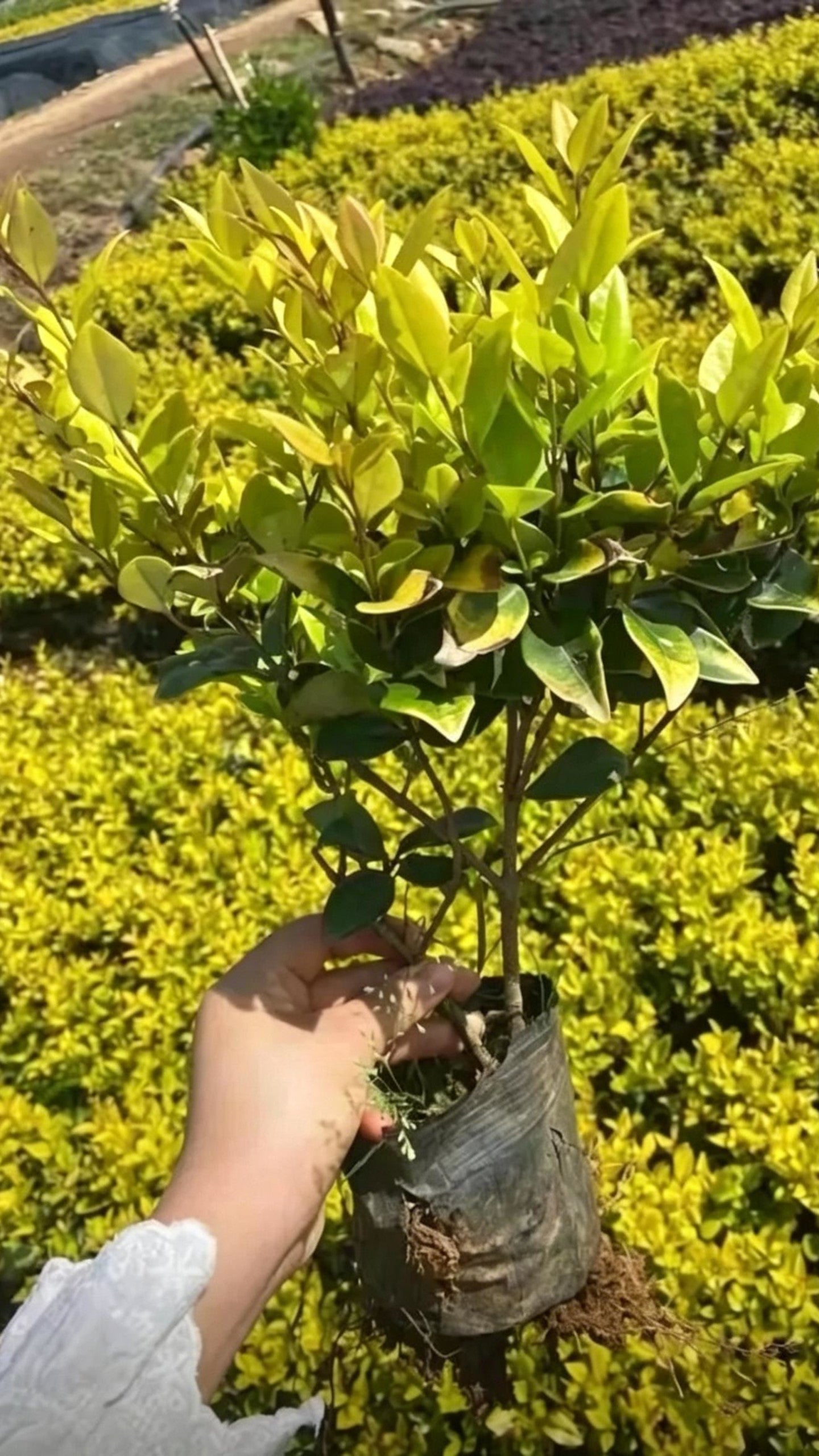 Howard Privet Ligustrum japonicum 'Howardii' - Detail 1