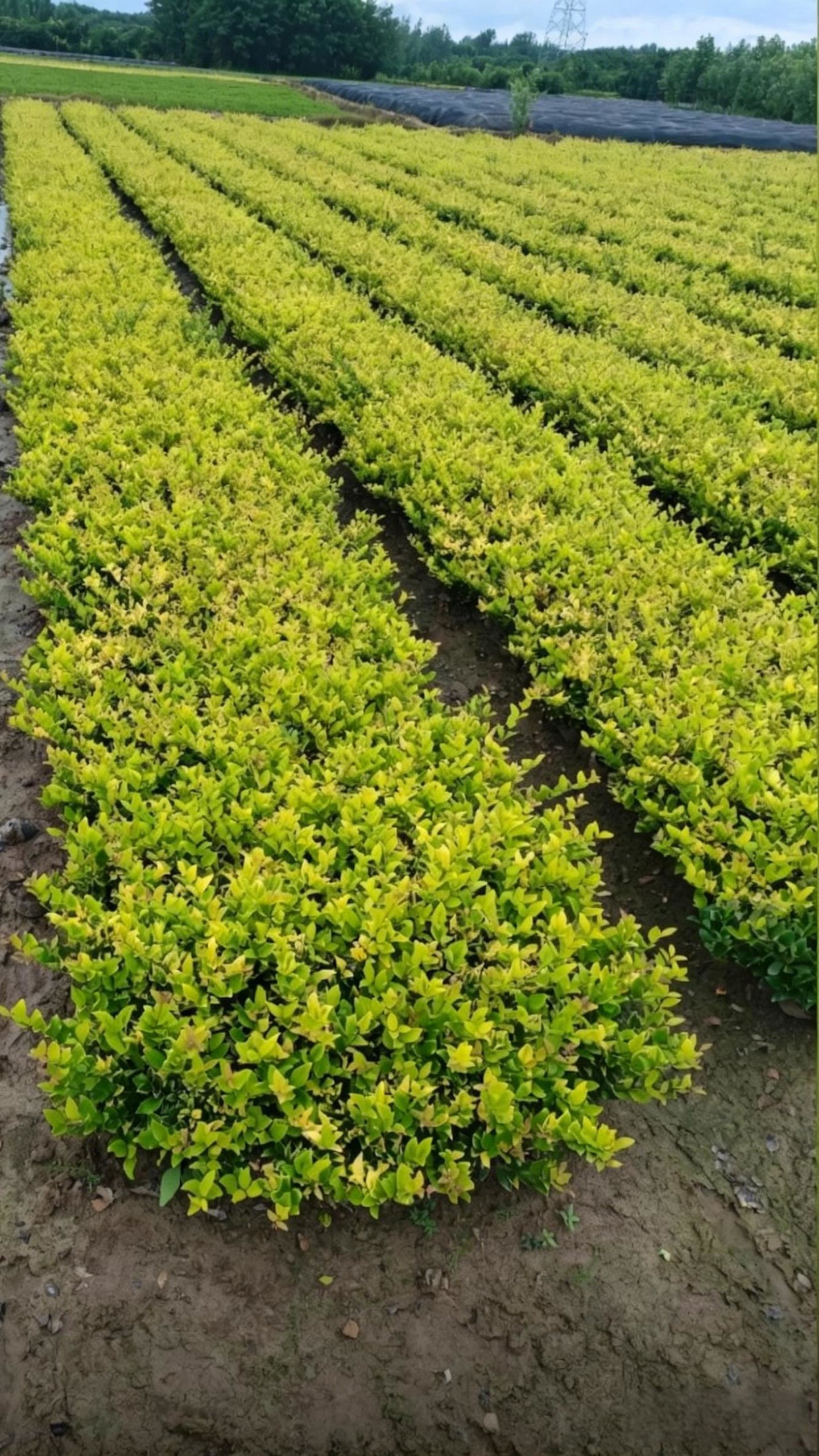 Howard Privet Ligustrum japonicum 'Howardii' - Detail 2