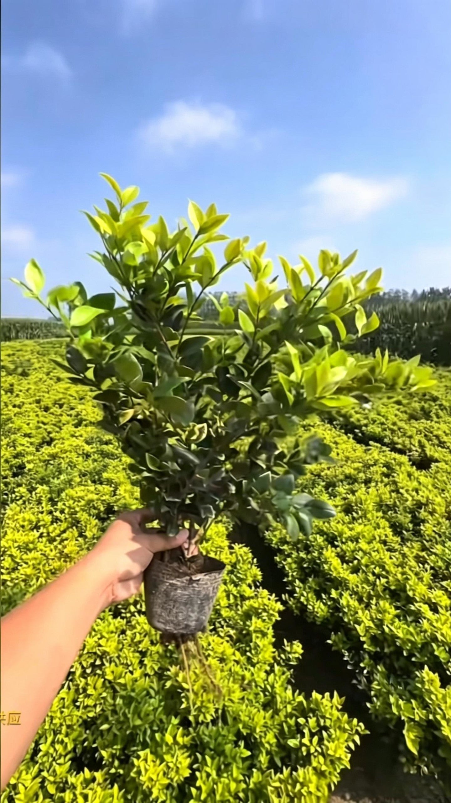 Howard Privet Ligustrum japonicum 'Howardii' - Main