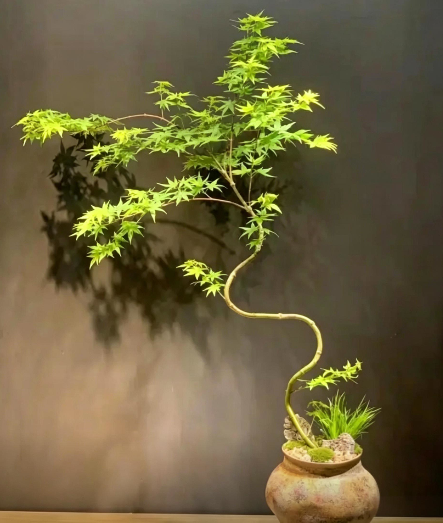 Japanese Maple Acer palmatum - Detail 1