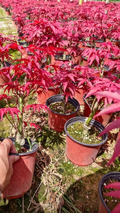 Japanese Maple Acer palmatum - Detail 10