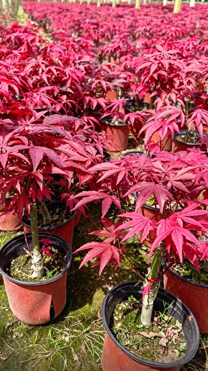 Japanese Maple Acer palmatum - Detail 11