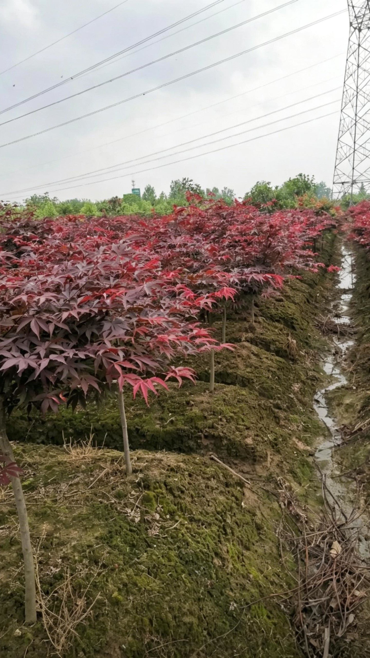 Japanese Maple Acer palmatum - Detail 3