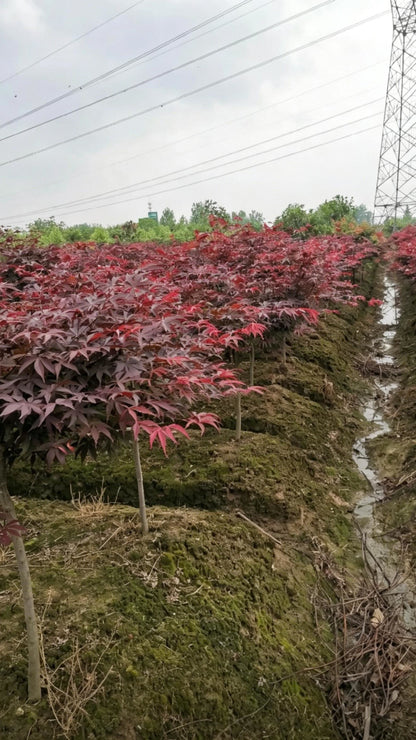 Japanese Maple Acer palmatum - Detail 3