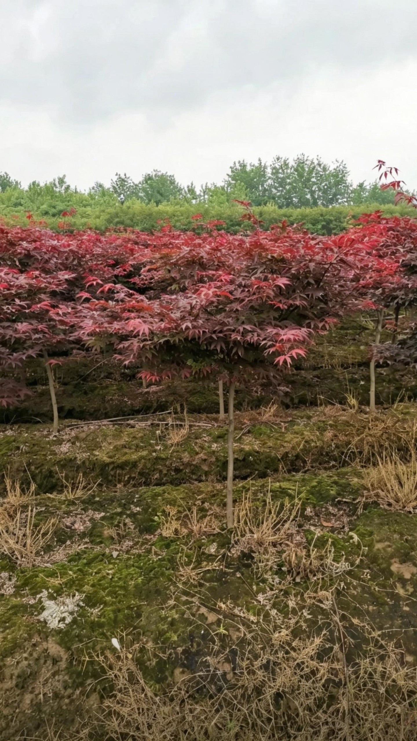 Japanese Maple Acer palmatum - Detail 5