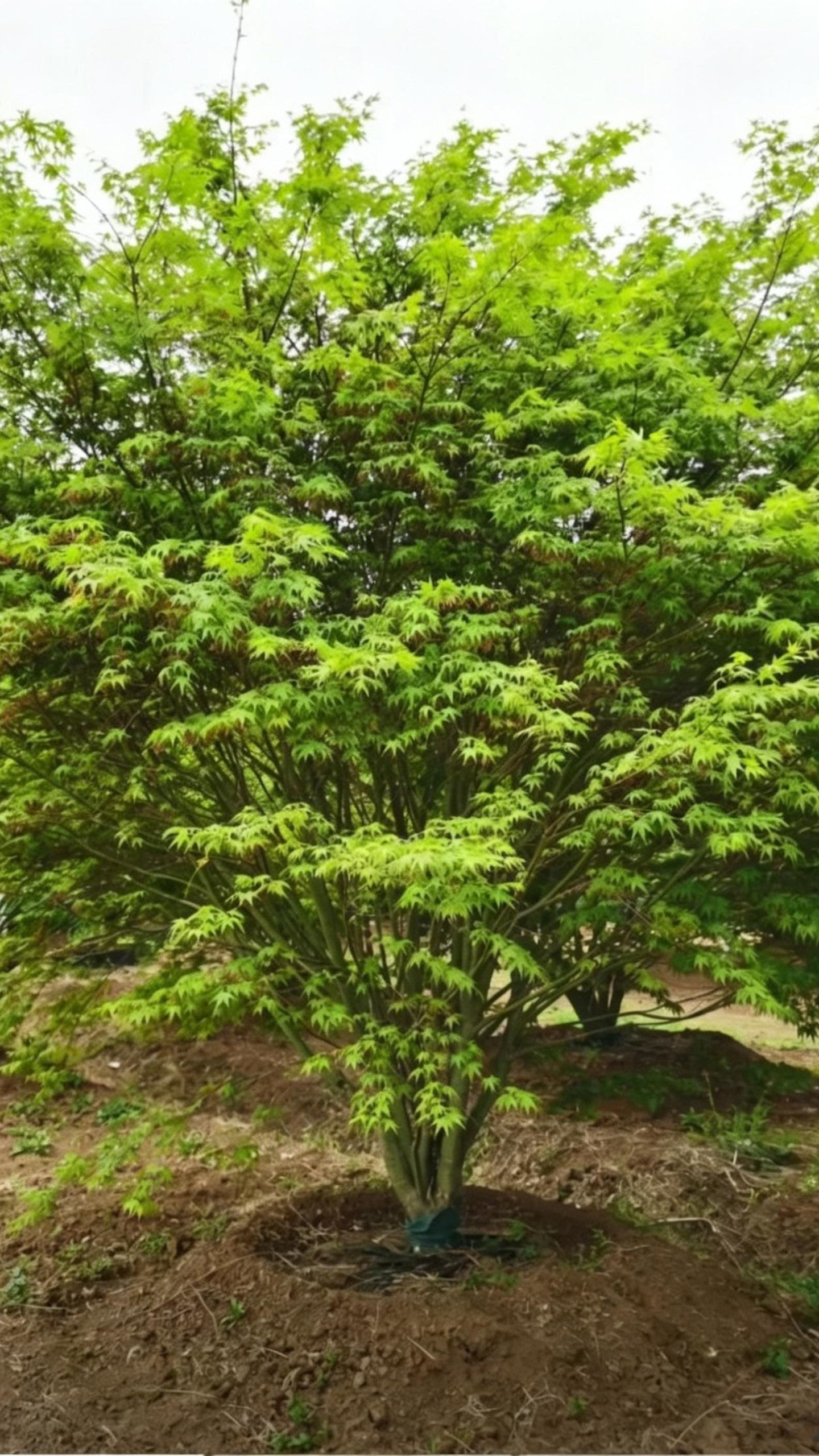 Japanese Maple Acer palmatum - Detail 6