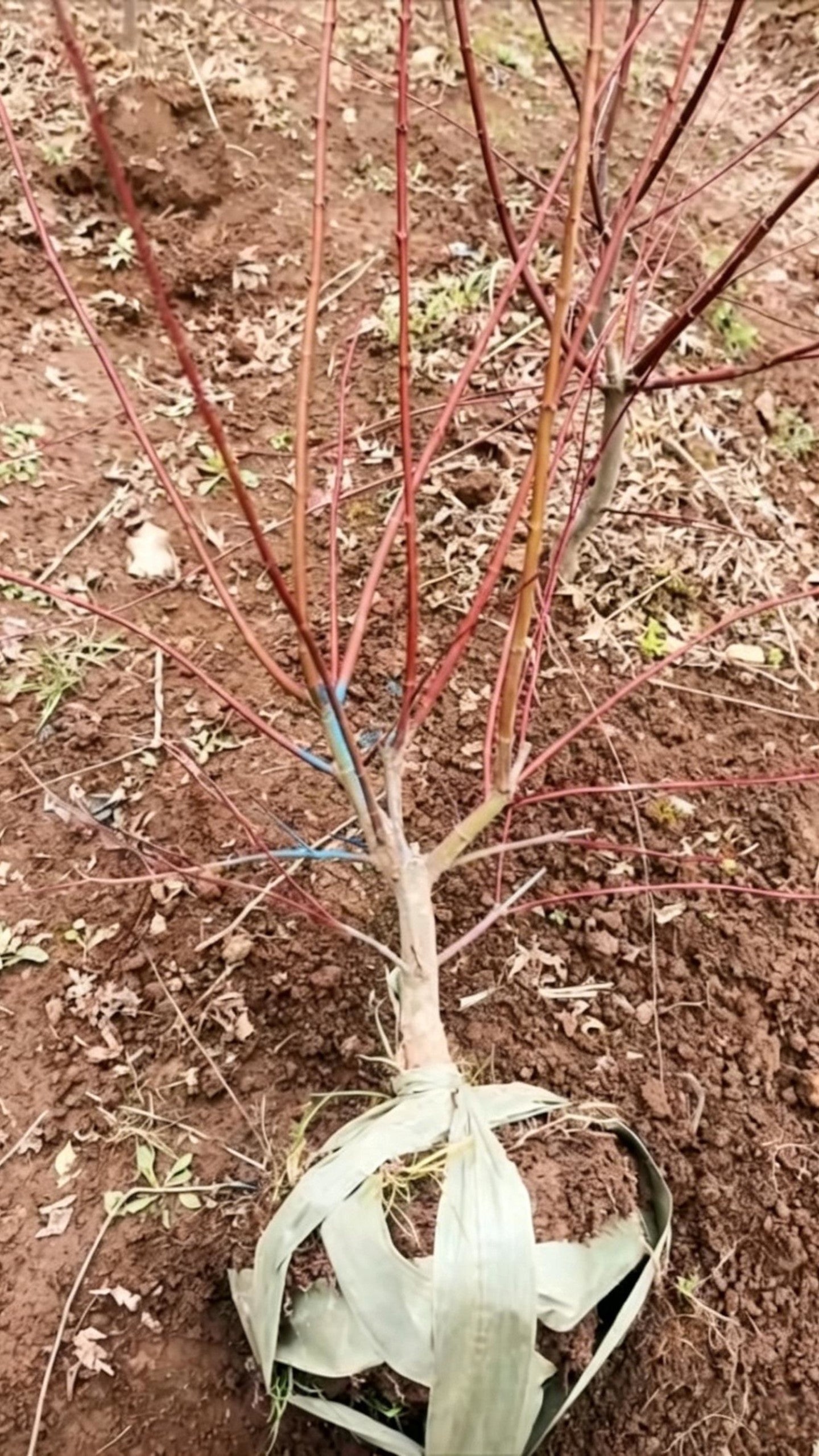 Japanese Maple Acer palmatum - Detail 6