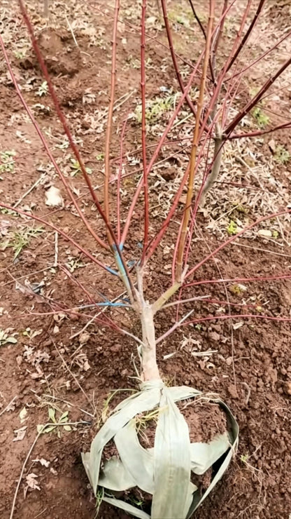 Japanese Maple Acer palmatum - Detail 6