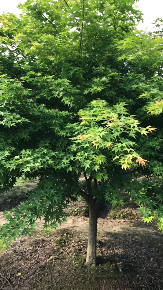Japanese Maple Acer palmatum - Main