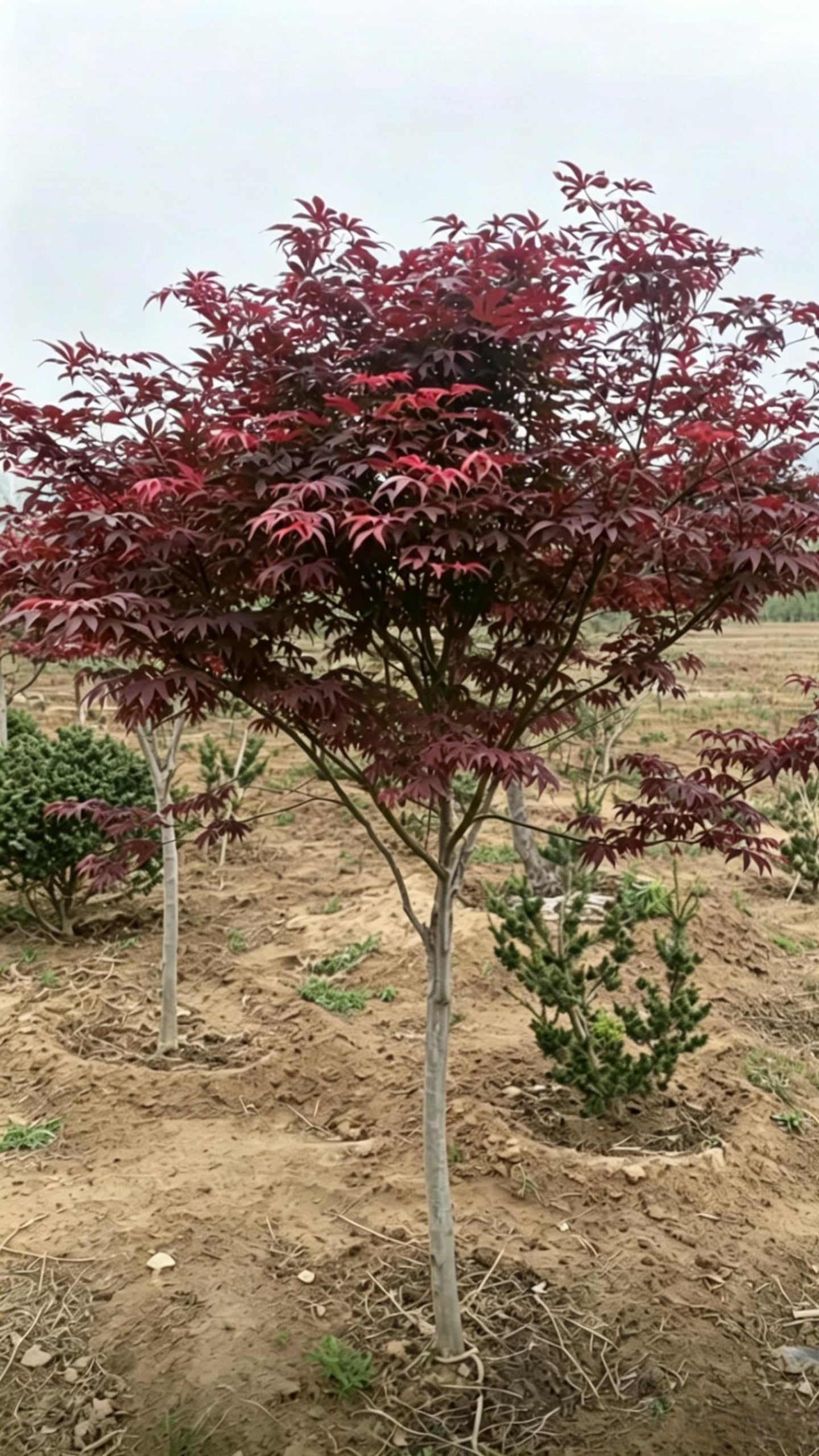 Japanese Maple Acer palmatum - Main