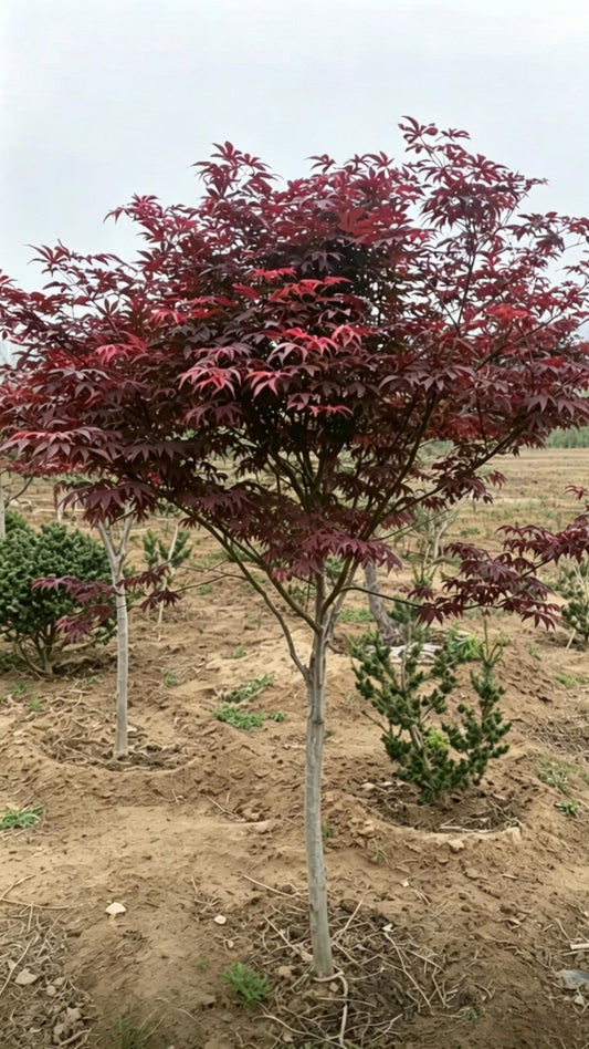 Japanese Maple Acer palmatum - Main