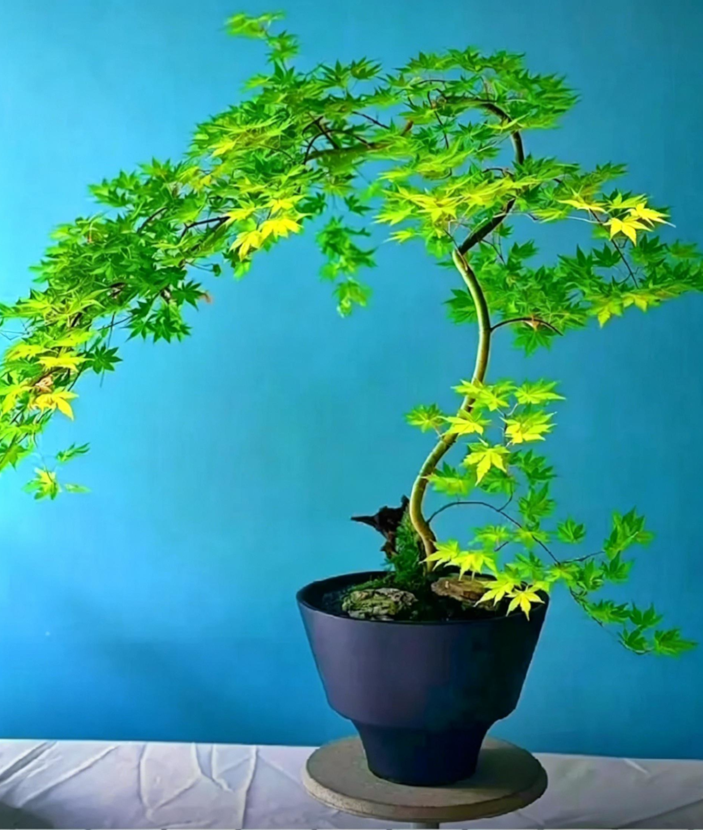 Japanese Maple Acer palmatum - Main