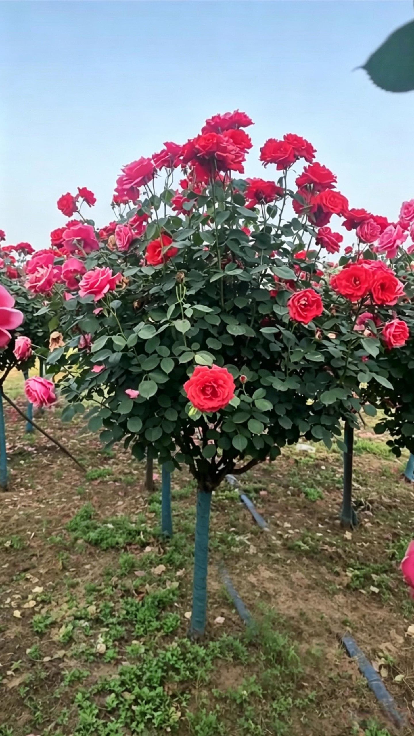 Lollipop Rose Rosa hybrida - Main