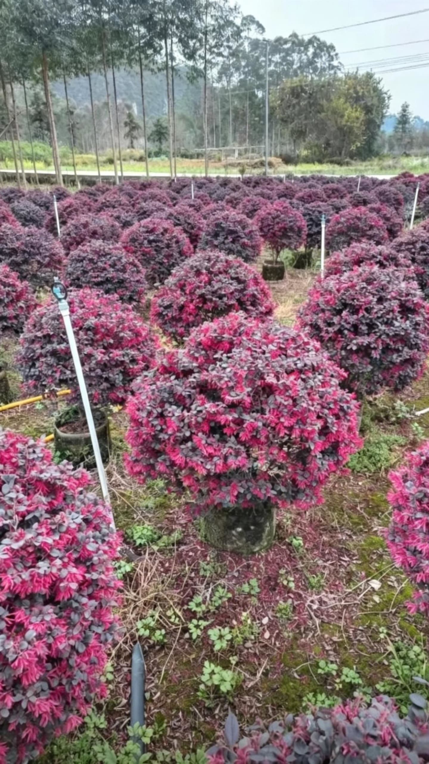 Красный лоропеталум шаровидный (Loropetalum chinense var. rubrum) - Красная листва, яркий цвет с четкими слоями, полная форма.