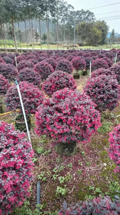 Красный лоропеталум шаровидный (Loropetalum chinense var. rubrum) - Красная листва, яркий цвет с четкими слоями, полная форма.