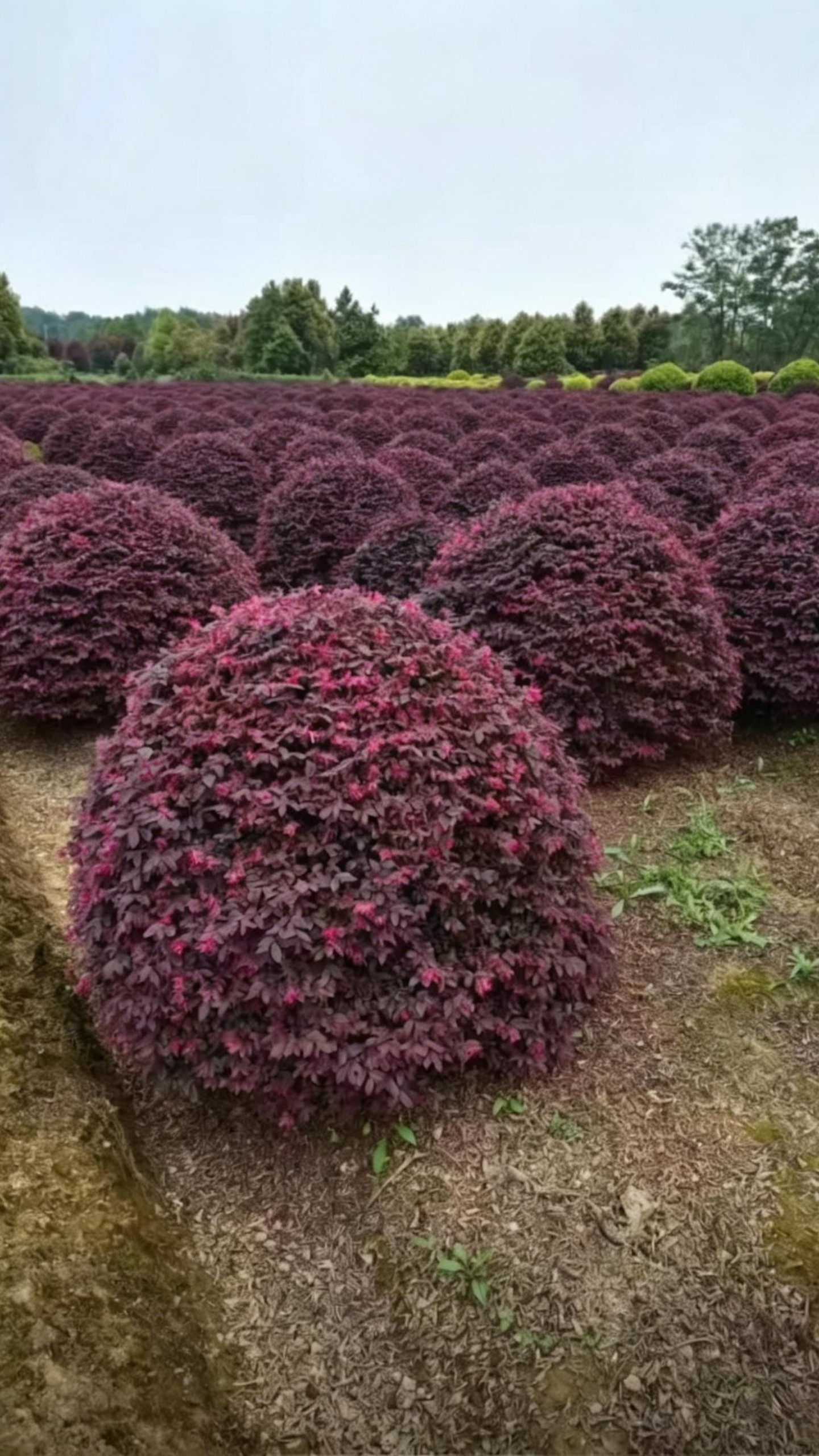 Loropetalum Ball Loropetalum chinense - Detail 5