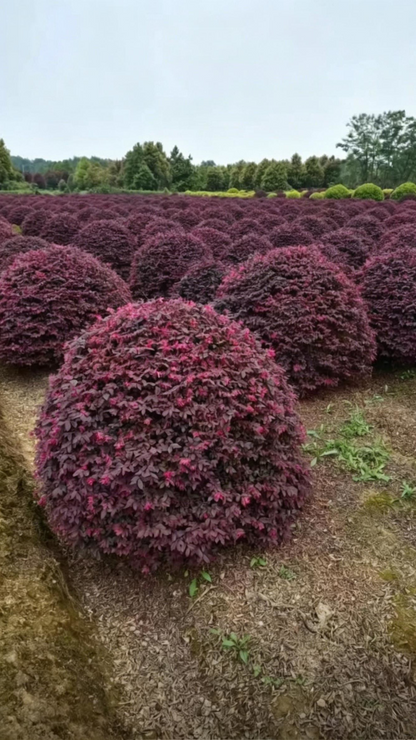 Loropetalum Ball Loropetalum chinense - Detail 5