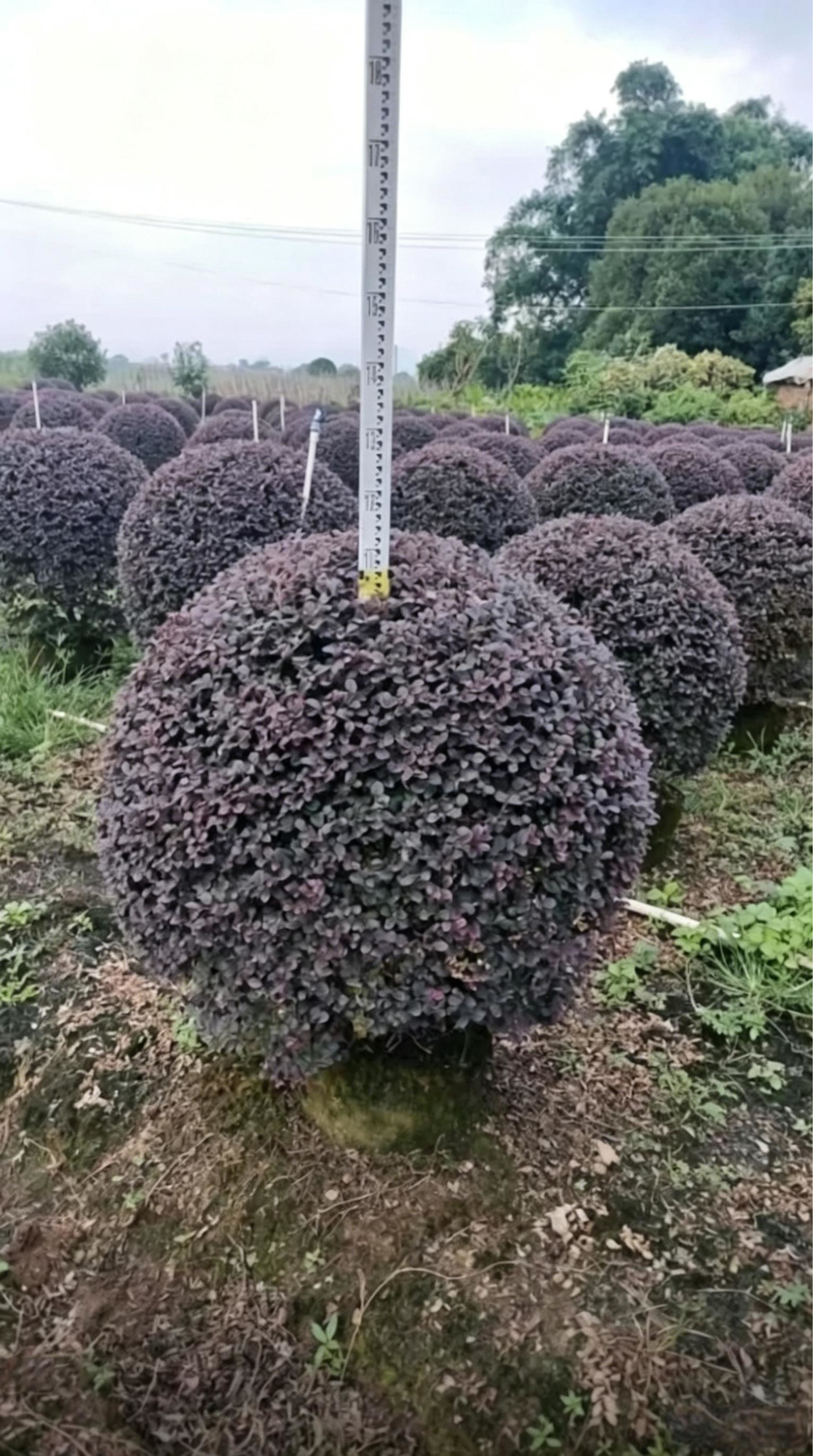 Loropetalum Ball Loropetalum chinense - Main