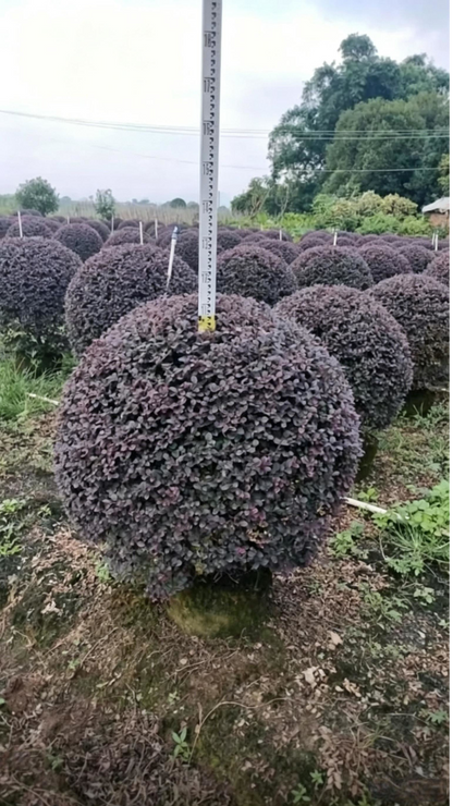 Loropetalum Ball Loropetalum chinense - Main