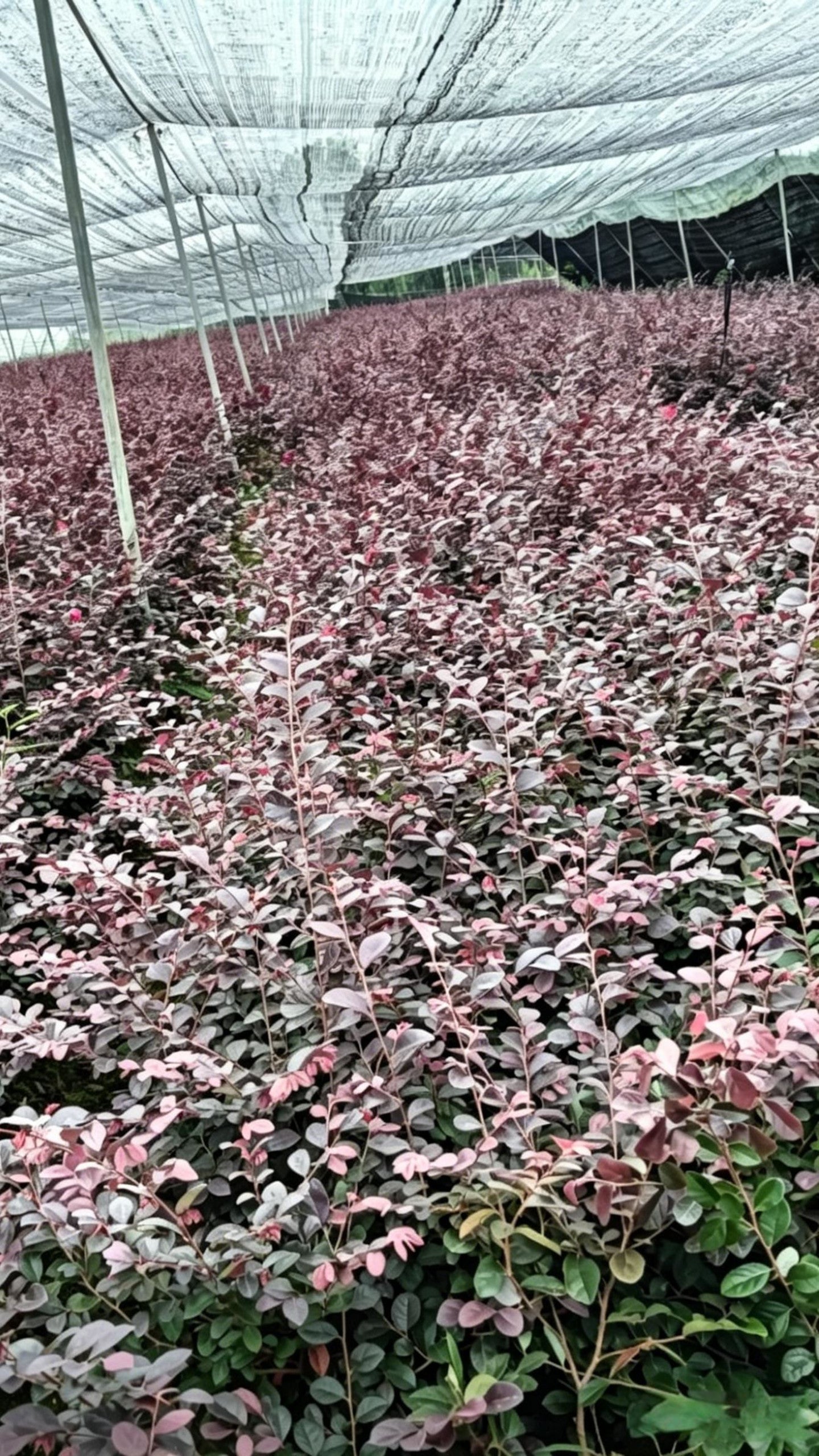Loropetalum Loropetalum chinense - Detail 4