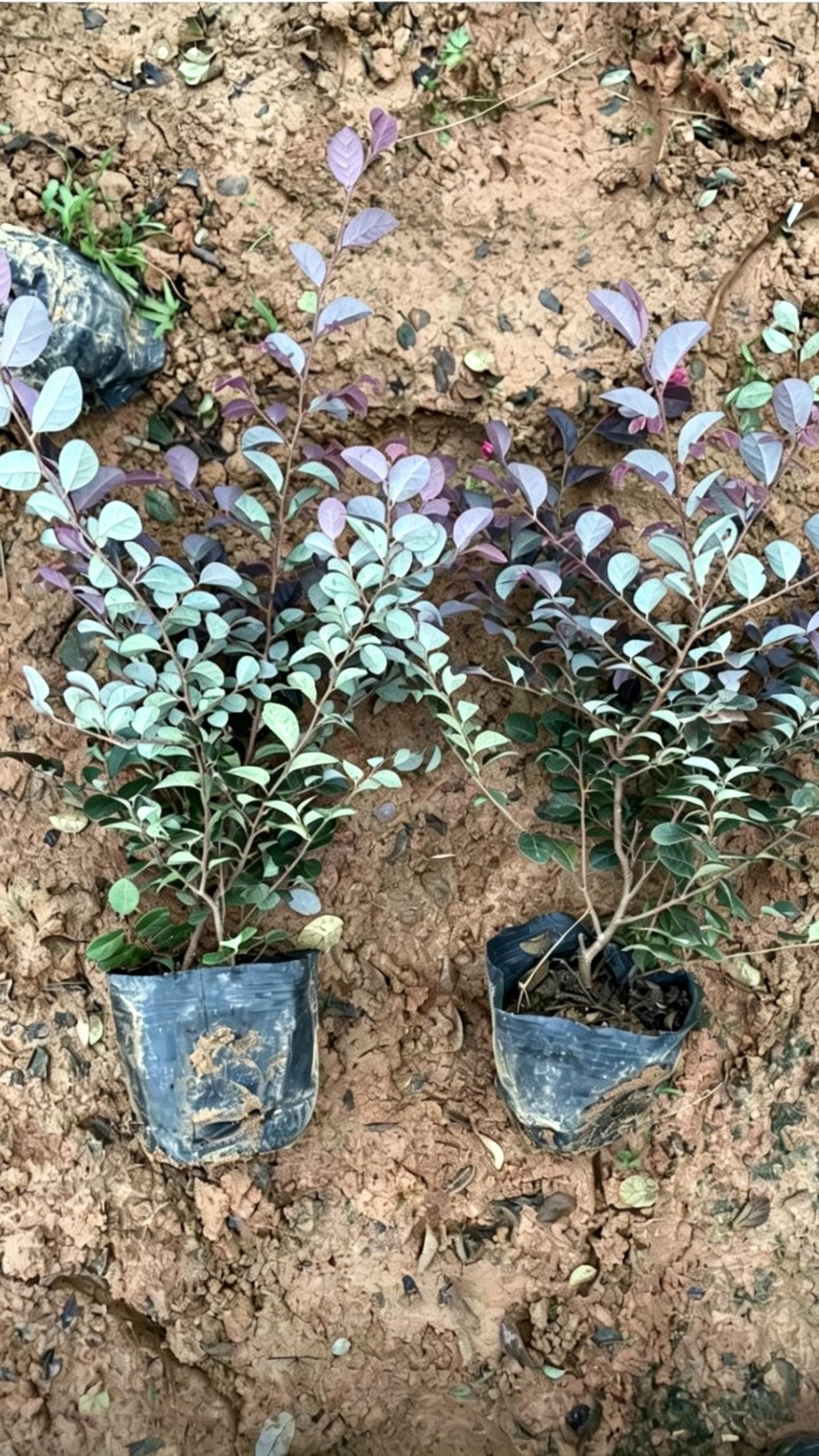 Loropetalum Loropetalum chinense - Detail 5