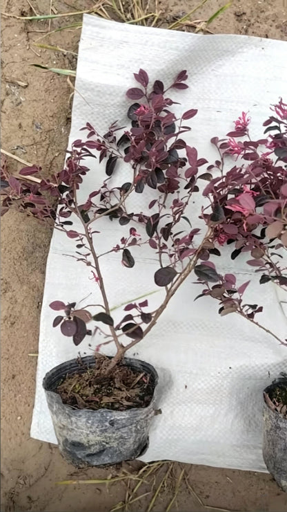 Loropetalum Loropetalum chinense - Detail 6