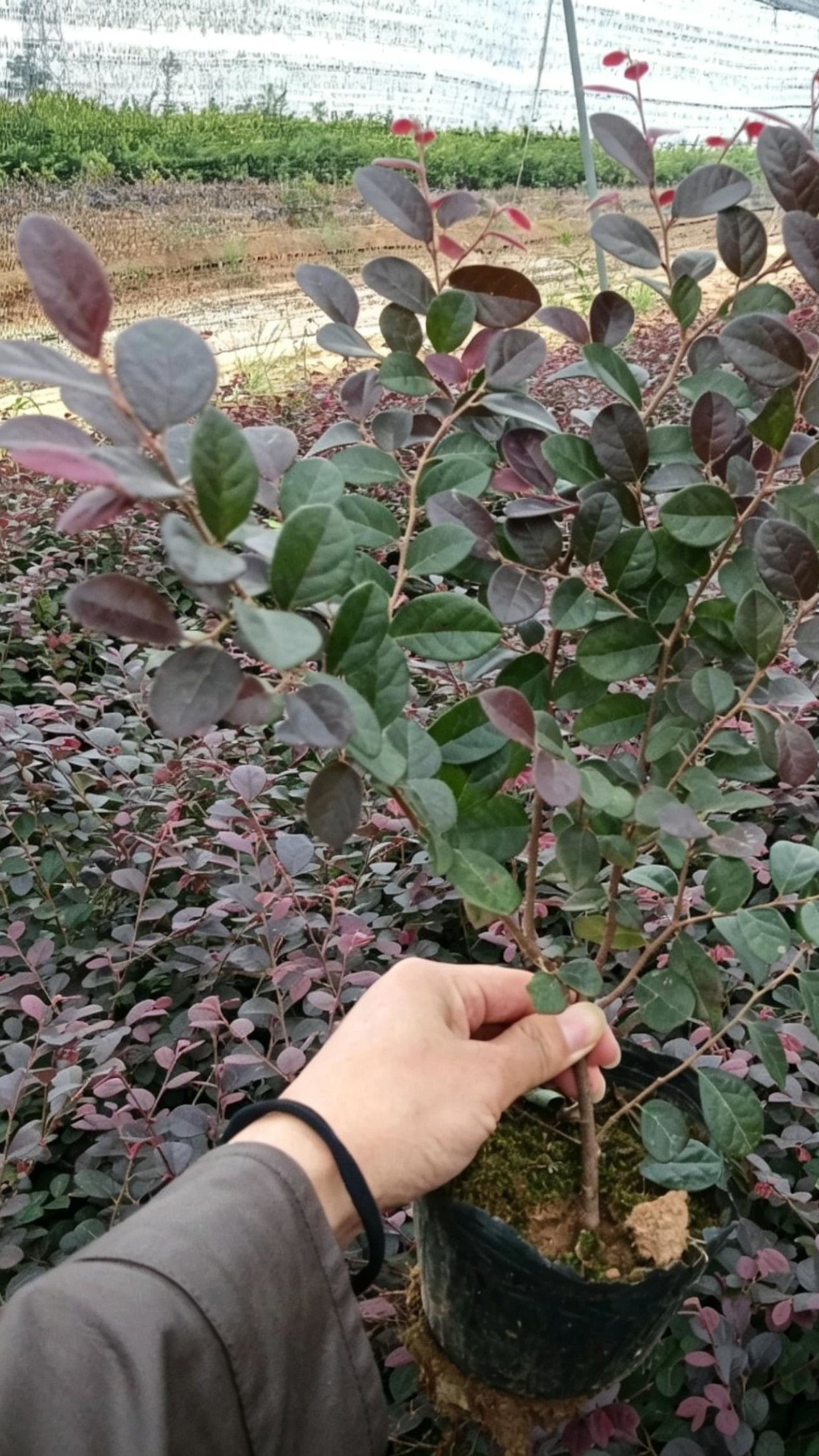 Loropetalum Loropetalum chinense - Main