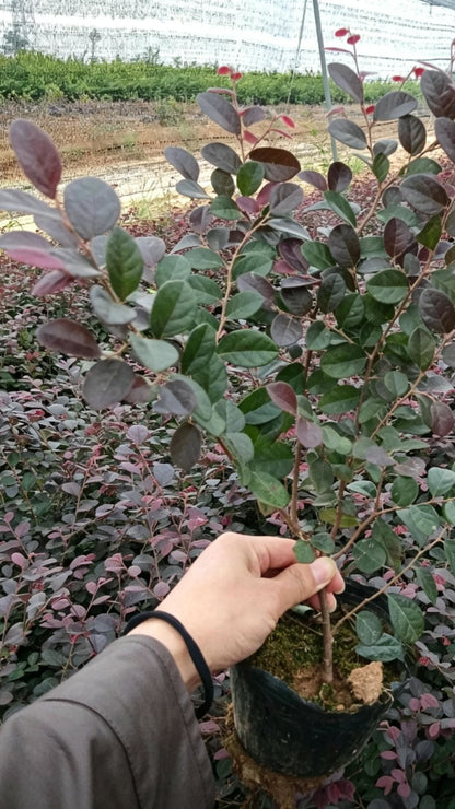 Loropetalum Loropetalum chinense - Main