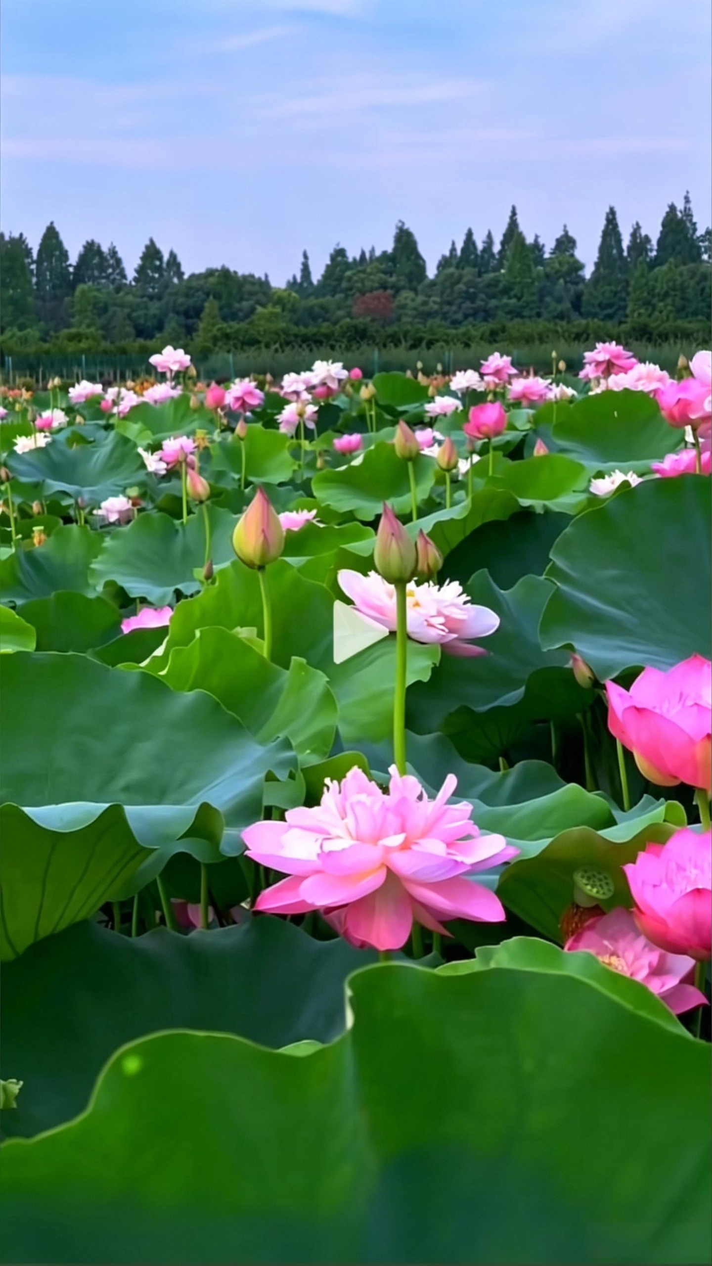 Lotus Nelumbo nucifera - Detail 1