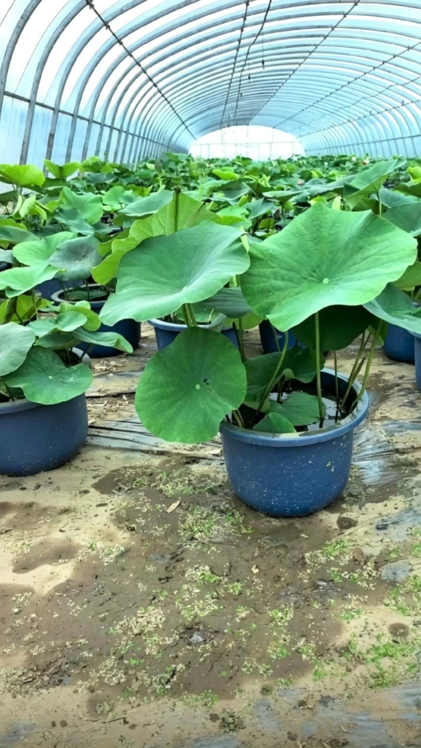 Lotus Nelumbo nucifera - Detail 2