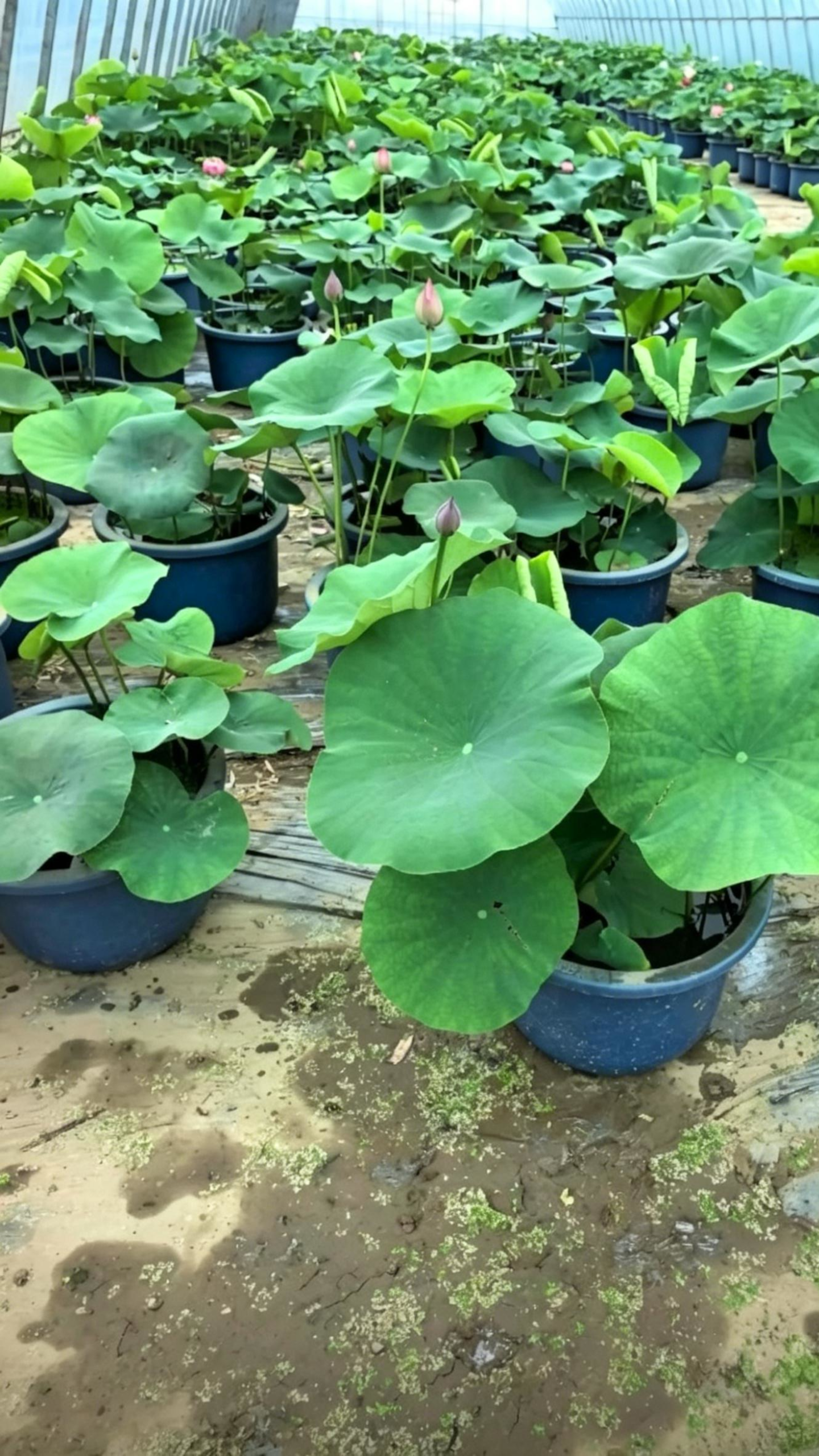 Lotus Nelumbo nucifera - Detail 3
