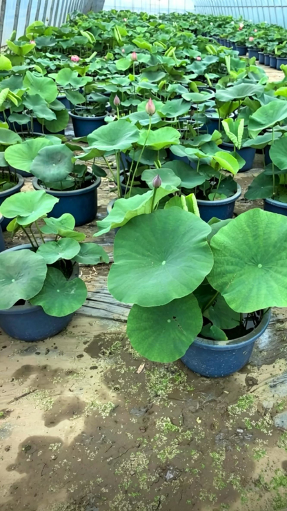 Lotus Nelumbo nucifera - Detail 3