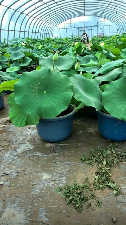 Lotus Nelumbo nucifera - Detail 4