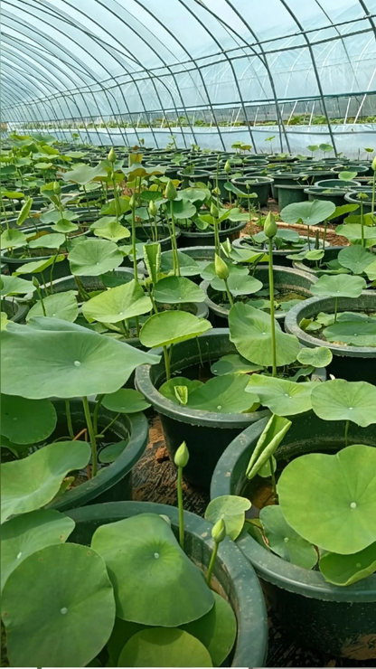 Lotus Nelumbo nucifera - Detail 5