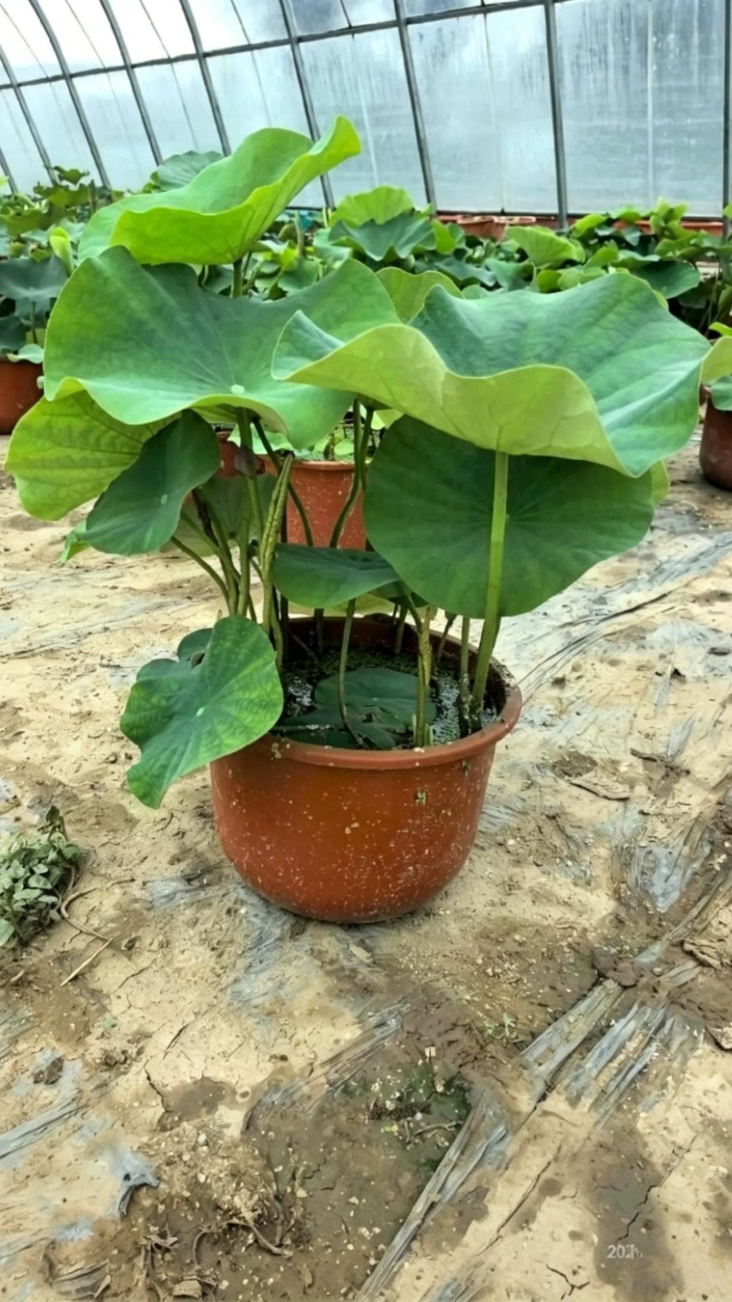 Lotus Nelumbo nucifera - Detail 6