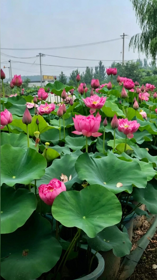 Lotus Nelumbo nucifera - Main