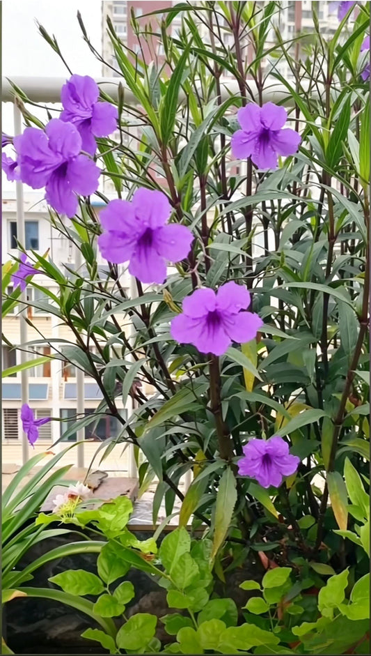 Mexican Petunia Ruellia simplex - Main