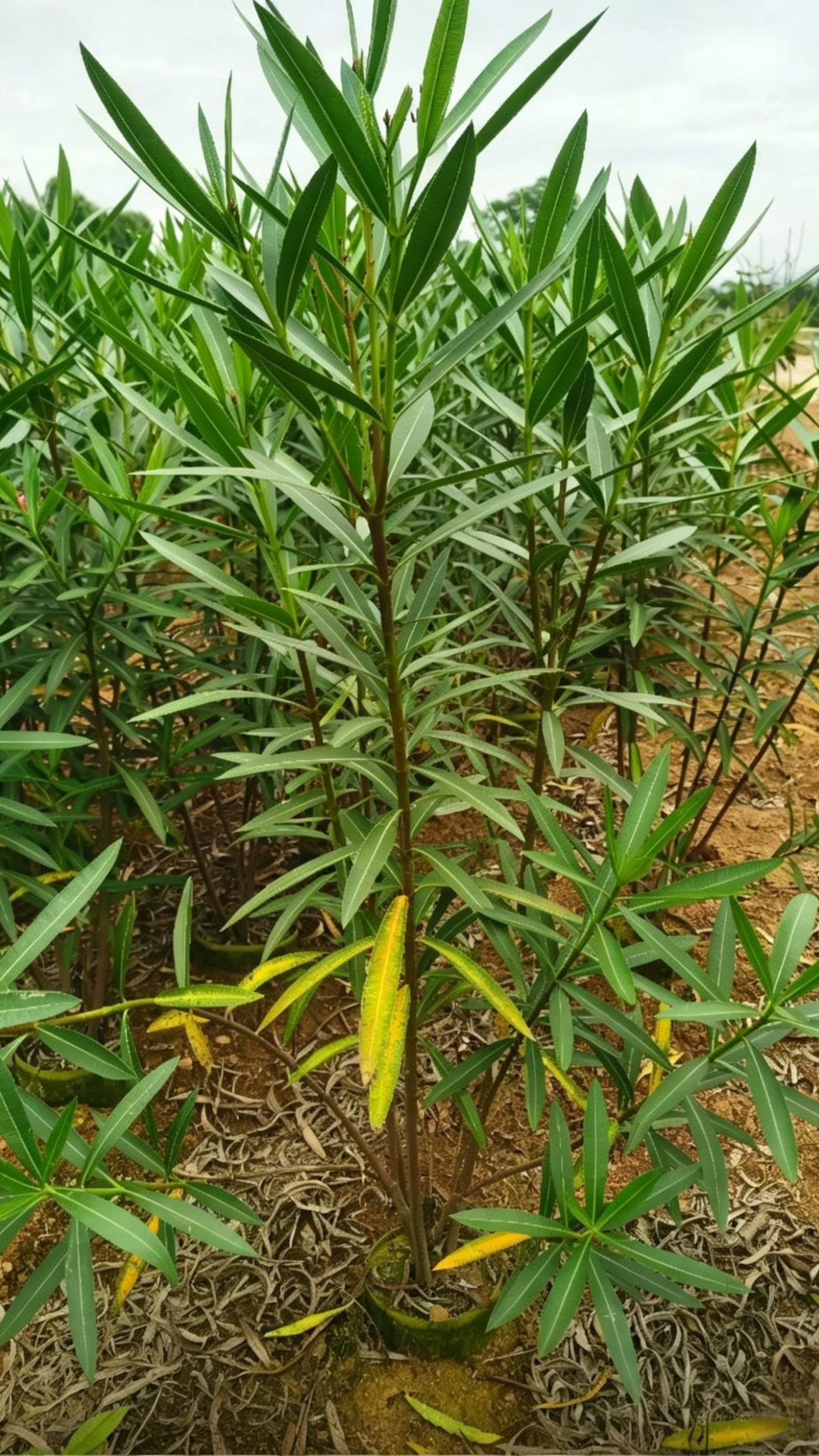 Oleander Nerium oleander - Detail 1