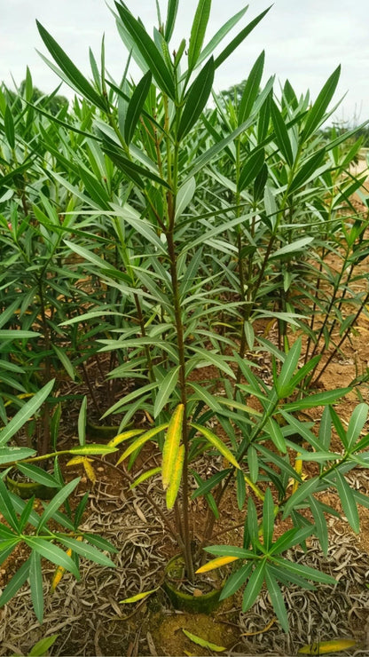 Oleander Nerium oleander - Detail 1