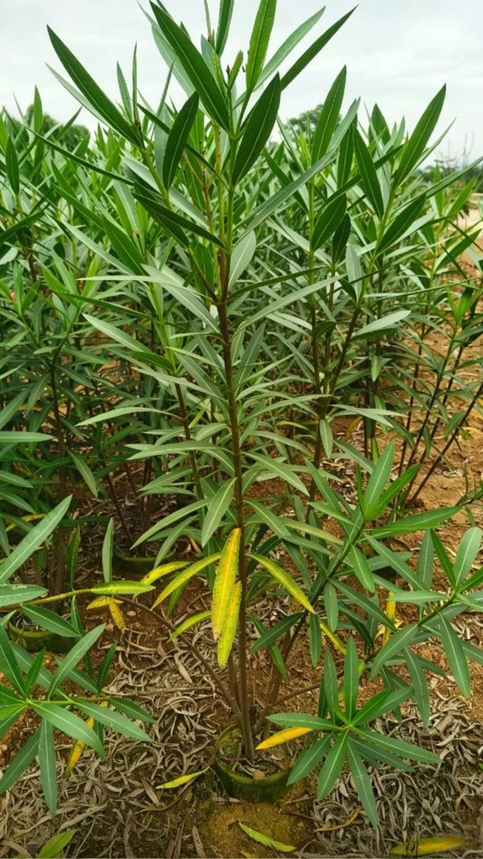 Oleander Nerium oleander - Detail 1