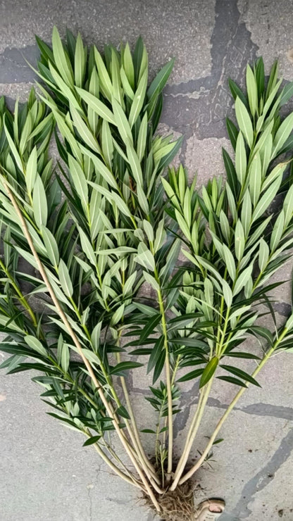 Oleander Nerium oleander - Detail 10