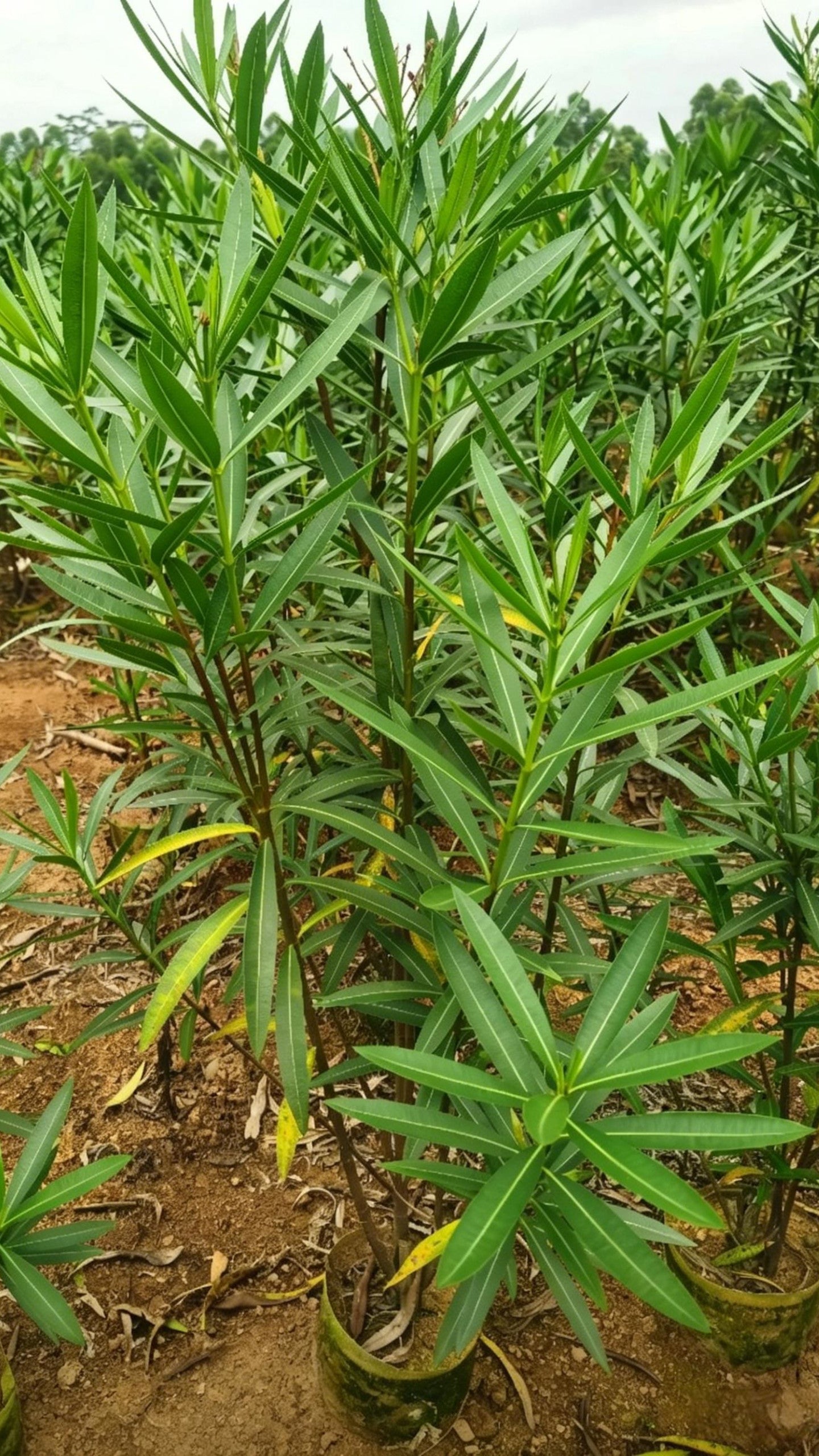 Oleander Nerium oleander - Detail 2