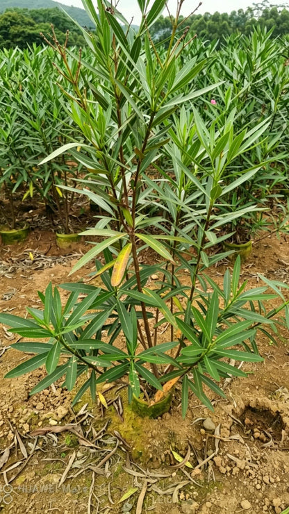 Oleander Nerium oleander - Detail 4